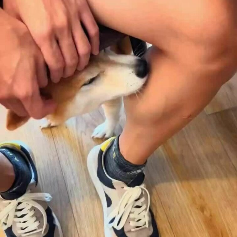 わんちゃんみたいに僕のふくらはぎペロペロしてくれる人🙋‍♀️